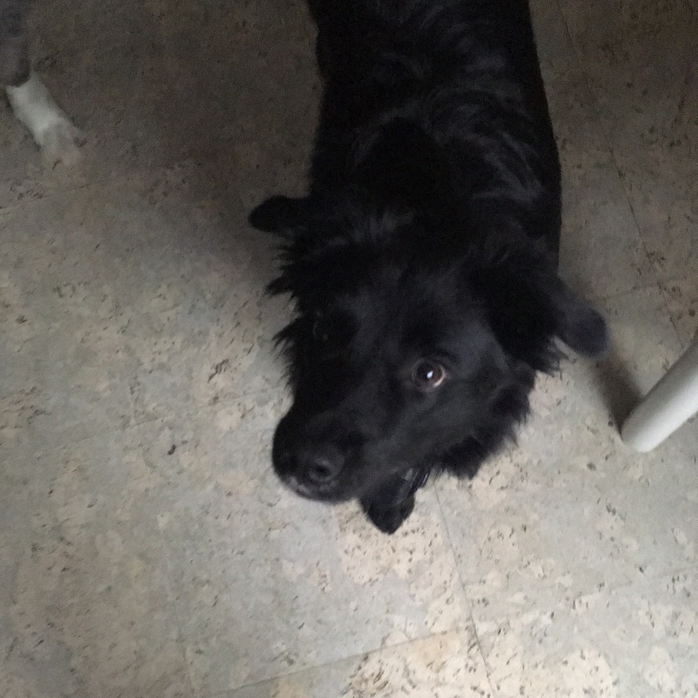Meet your Posher, Misty